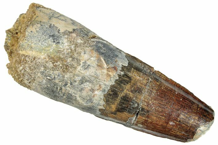 Fossil Spinosaurus Tooth - Real Dinosaur Tooth #296526